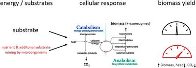 Microbial Necromass in Soils—Linking Microbes to Soil Processes and Carbon Turnover